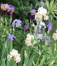 Iris mix rhizome for sale  UK