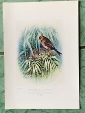 Lesser redpoll bird for sale  CARSHALTON