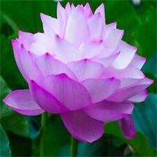 Indian purple lotus for sale  FELTHAM