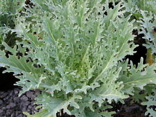 seed kale russian red for sale  Wadsworth