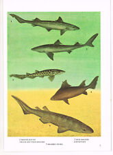 Bramble shark dogfish for sale  DEREHAM