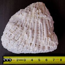 Huge coral rock for sale  Fort Lauderdale