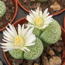 Lithops fulviceps aurea for sale  Shipping to Ireland