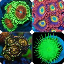 Soft coral zoa for sale  UK