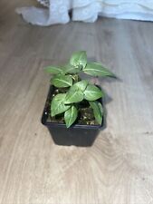 Mexican cigar plant for sale  CHATHAM