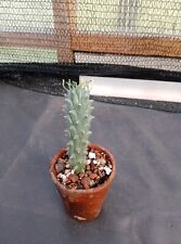 Euphorbia tuberculata caudex gebraucht kaufen  Coswig
