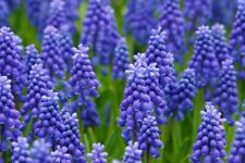 Fresh grape hyacinth for sale  Russell