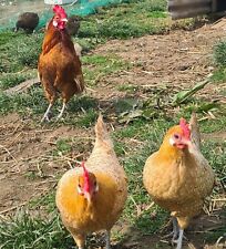 Bantam Freisian Hatching Eggs, used for sale  CAERPHILLY