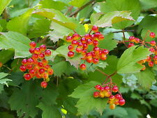 Guelder rose viburnum for sale  GREENOCK