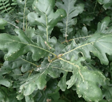 Quercus robur subsp. usato  Napoli