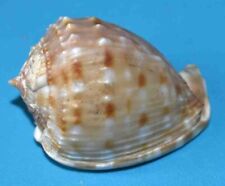 SEA SHELL - SHELLS - CASSIDAE - TESSELLATED CASSIS - 41.50mm for sale  Shipping to South Africa