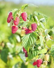 Dornenlose himbeere rubus gebraucht kaufen  Jessen