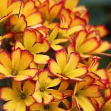Primula oakleaf yellow for sale  Hayden