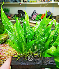 Large java fern for sale  SCUNTHORPE