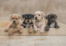 American staffy puppies for sale  SELBY