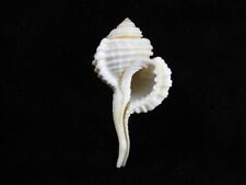 Sea shell Cymatium caudatum 54.7mm ID#7365, used for sale  Shipping to South Africa