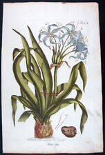 1768,PHILIP MILLER PAINTED BY HAND LARGE FOLIO CRINUM  UFG for sale  Shipping to South Africa