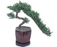 Juniper bonsai cascade for sale  Patchogue