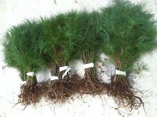 Evergreen nursery pine for sale  Blairsville