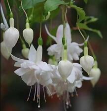 Fuchsia giant white for sale  UK