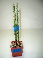 185 euphorbia knuthii for sale  El Cajon