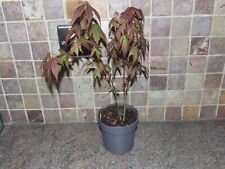 Acer atropurpureum purple for sale  NOTTINGHAM