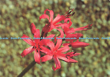 Used, D145907 Guernsey Lily. Nerine Sarniensis. Cecil Ryan. Jarrold. Guernsey Museum a for sale  Shipping to South Africa