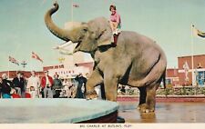 Vintage postcard elephant for sale  LOUTH