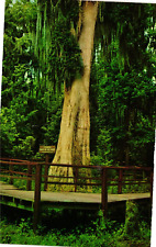 Pocztówka vintage - Drzewo cyprysowe nad wielkim arcydziełem Jezioro Walia Floryda na sprzedaż  Wysyłka do Poland