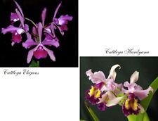 Orchid orchidee cattleya elegans x hardyana (Young plants) (43 L), usato usato  Spedire a Italy
