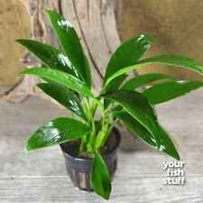 Anubias congensis potted for sale  Lebanon