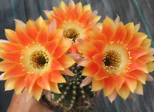 Cacti cactus echinopsis for sale  Shipping to Ireland