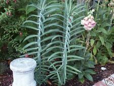 Euphorbia lathyris gopher for sale  Walterboro