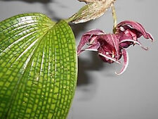 Bulbophyllum reticulatum small for sale  Miami