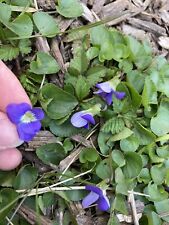 Purple wild violets for sale  Indianapolis