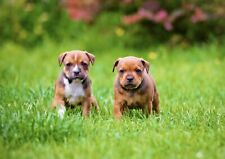 Staffordshire bull puppies for sale  SELBY