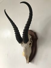 Great african springbok for sale  SOUTHEND-ON-SEA