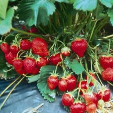 Strawberry marshmello grow for sale  IPSWICH