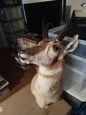 Pronghorn antelope head for sale  Mount Holly Springs