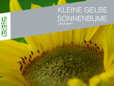 100 sonnenblumen samen gebraucht kaufen  Öhringen