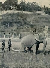 Ceylon elephant harnessed d'occasion  Saint-Cyprien
