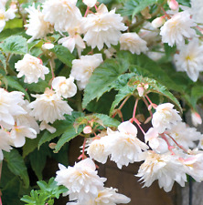 Begonia trailing white for sale  WORKSOP