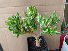 Cacti fatty plants for sale  Shipping to Ireland
