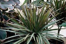 Dracaena marginata plant for sale  Odessa