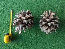 giant pinecones for sale  Massillon