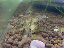 Amano shrimp algae for sale  Bakersfield