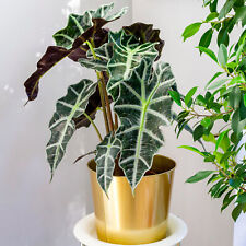 Alocasia polly african for sale  UK