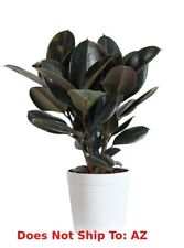 Rubber plant pot for sale  Fort Mill