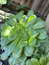 Aeonium plant huge for sale  Tracy