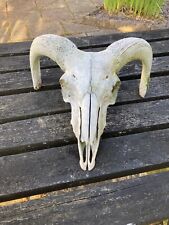 Rams skull for sale  CARMARTHEN